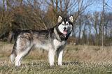 ALASKAN MALAMUTE 898
